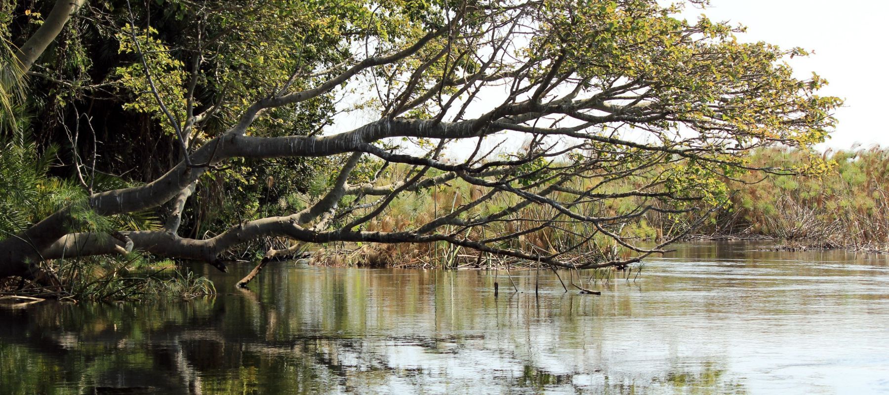 river with large tree hanging over the water in driftwood, texas