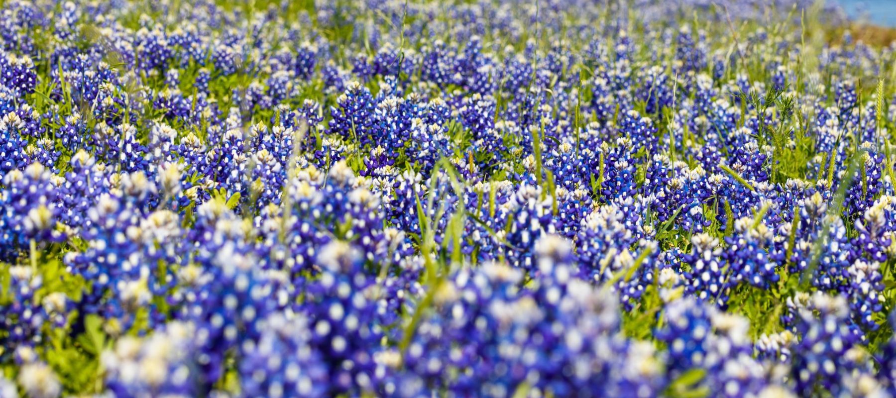 closeup of a field of blue bonnets
